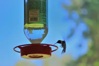 $Hummingbirdbodygood.webp