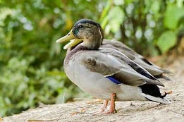 $duck.webp $duck.webp