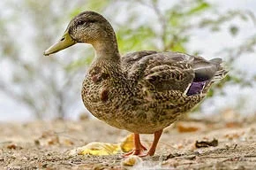 $duck2-2.webp $duck2-2.webp