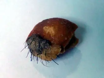 $hairy_pork_scratching_1.webp