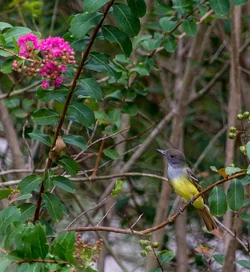 $img_5232 Ash-throated Flycatcher (1 of 1).webp