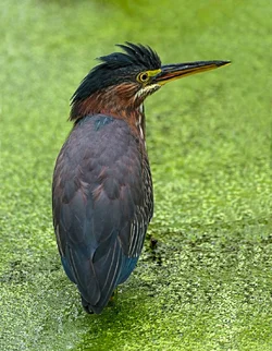 $Green heron 9-7.webp
