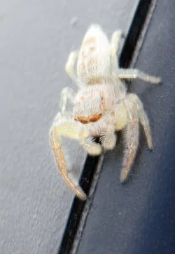 $1-White Jumper-3.webp