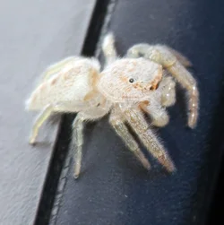 $2-White Jumper-4.webp