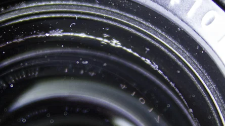 $TheFungus2.webp $TheFungus2.webp
