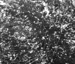 $Black and white spider cropping.webp