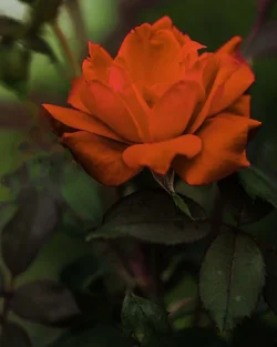 image.webp
