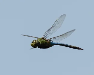 d810-dragon-1.webp