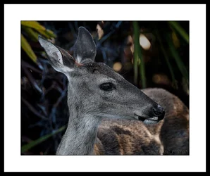 Doesy-Deer-Redo.webp