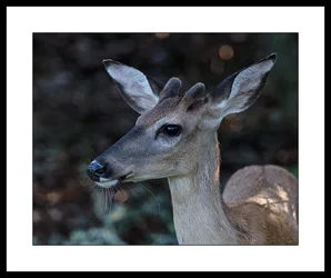 The-Deeres-John.webp