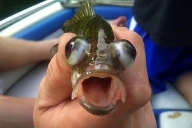 fish eye..webp