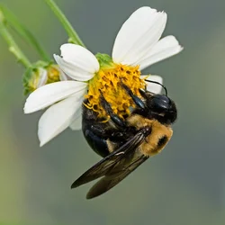 I-Bee's-Good.webp