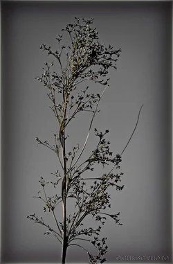 Water-Grass.webp