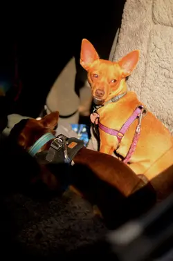 Chihuahua-1tpf.webp