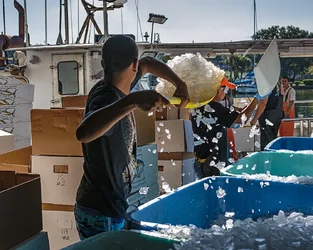 Out-of-the-boat,-on-to-the-scales,-test,-ice-the-box,-cap-and-ship---everybody-works.webp
