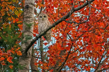 owl.webp