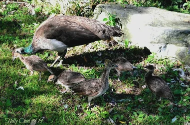 p. with chicks - s.webp