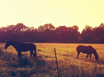 $sundownhorses.webp $sundownhorses.webp