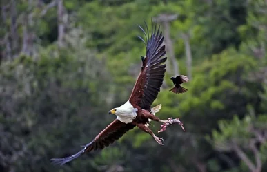 $Fish Eagle Bshmns _DSC4566.webp