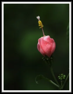 $turks cap 2.webp
