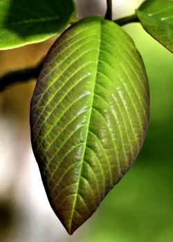 $leaf2.webp