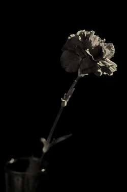 $Carnation-Small.webp