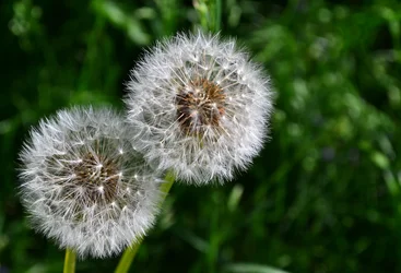 $snuggles.webp