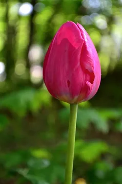 $tulip1.webp
