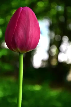 $tulip2.webp