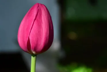 $tulip3.webp