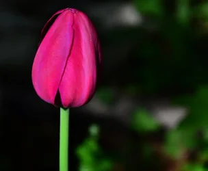 $tulip4.webp