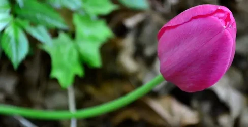 $tulip5.webp