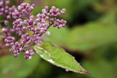 $Purple Berries 1.webp
