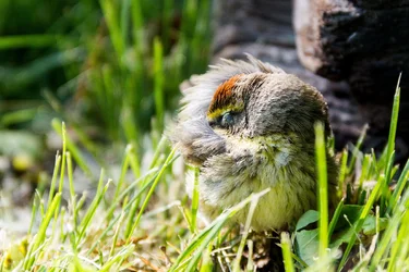 $sleeping bird 2.webp