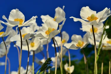 $flowers.webp $flowers.webp