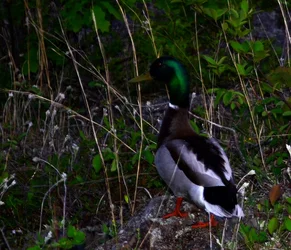 $duck.webp