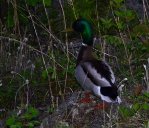 $duck1.webp $duck1.webp