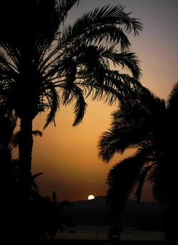 $Palm trees.webp