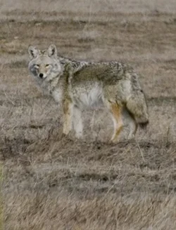$Coyote.webp