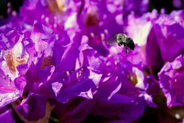 $bee.webp
