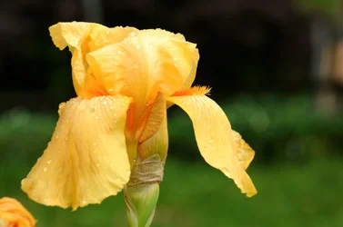 $52512 102.webp $52512 102.webp