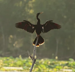 $anhinga 1 c.webp $anhinga 1 c.webp