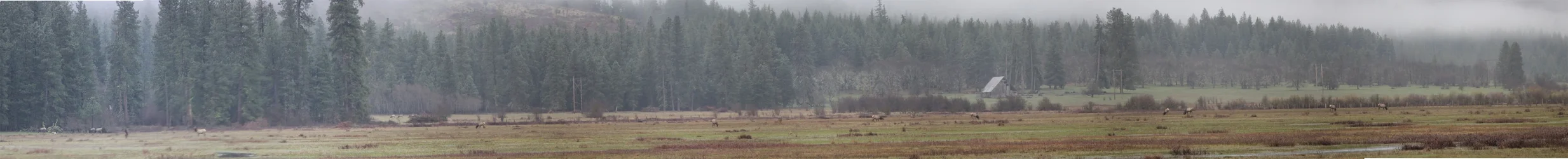 $Elk Pano 2 Small copy.webp $Elk Pano 2 Small copy.webp