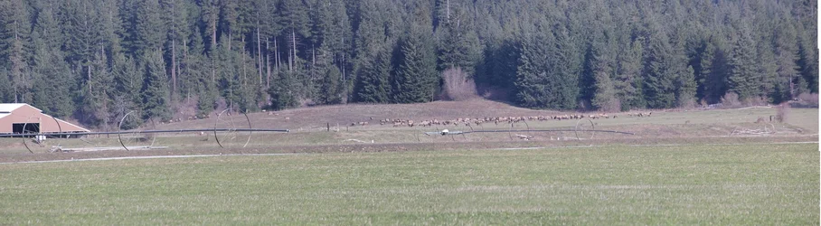 $Elk Panorama Small.webp $Elk Panorama Small.webp