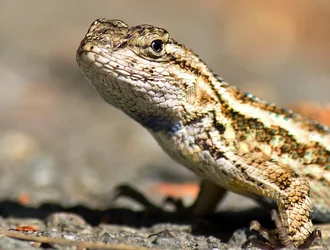 $lizard.webp $lizard.webp