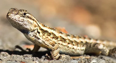 $Lizard Final.webp $Lizard Final.webp