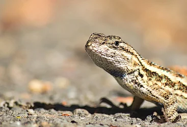 $Lizard (RoT).webp $Lizard (RoT).webp