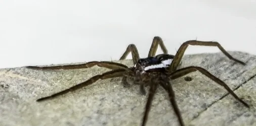 $spider.webp $spider.webp