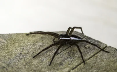 $spider2.webp $spider2.webp
