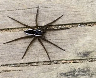 $spider3.webp $spider3.webp